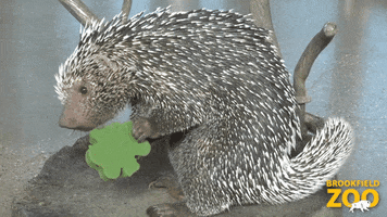 March Madness Celebration GIF by Brookfield Zoo