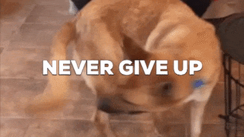Never Give Up Reaction GIF by Best Friends Animal Society Never Give Up Reaction GIF by Best Friends Animal Society