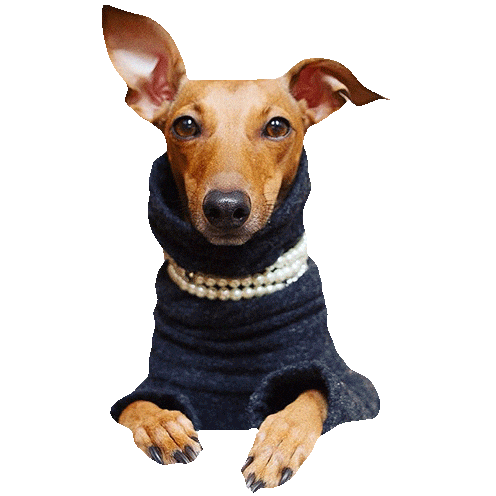 Italian Greyhound Fashion Sticker