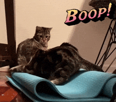 Cats GIF
