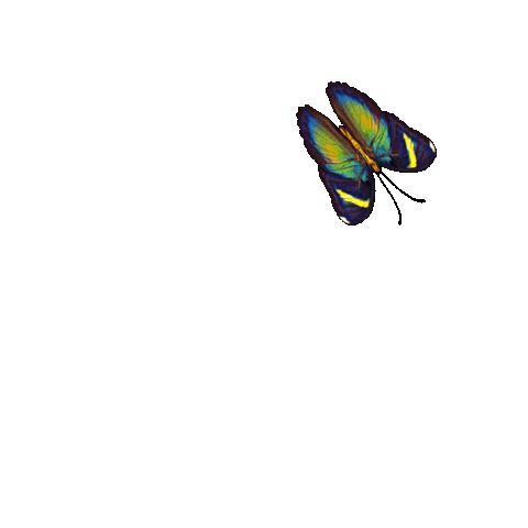 giphy.gif