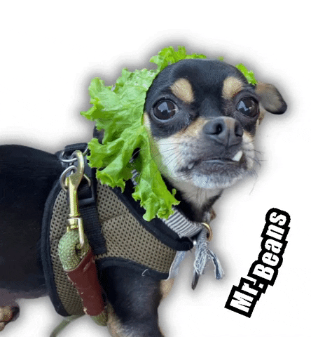 Mr Beans Dog GIF