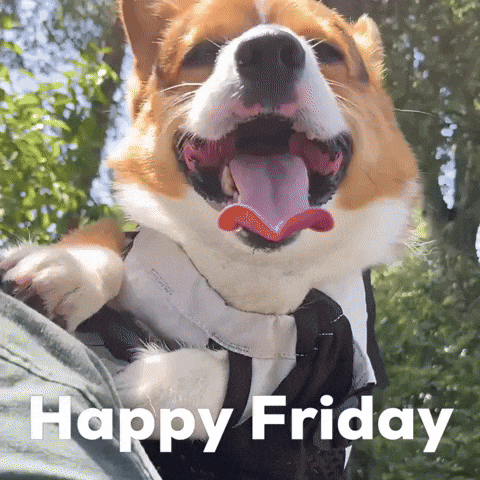 Dog Corgi GIF