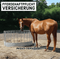Pferdversichert GIF