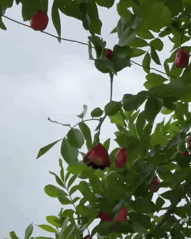 Fruit Tree Jamaica GIF
