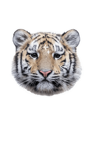 Animated Sticker