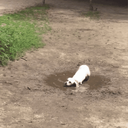 Animated GIF