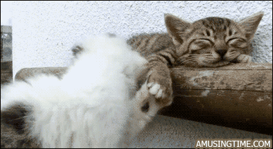 funny cat GIF