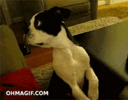 confused boston terrier GIF