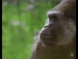 90S Gorilla GIF