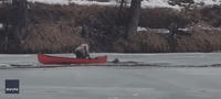 Canadian Man Rescues Deer From Freezing Waters in British Columbia