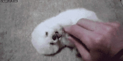 white dog love GIF