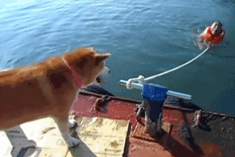 Shiba Gifs Get The Best Gif On Giphy
