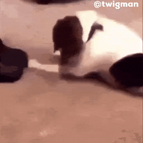 Funny Dog GIF