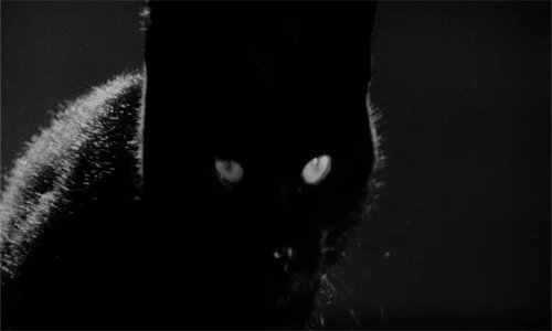 Black Cat GIF by Maudit