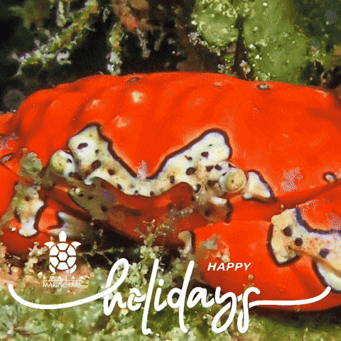 GIF by Roatan Marine Park