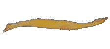 Kurimaronkz Sticker