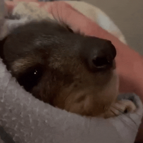 Hyrax Awawa GIF