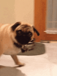 Beeings GIFs - Get the best GIF on GIPHY