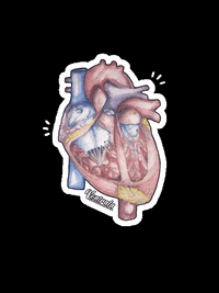Anatomy-heart GIFs - Get the best GIF on GIPHY