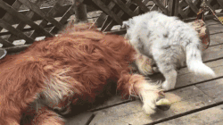 animals being jerks