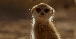 bbc africa GIF