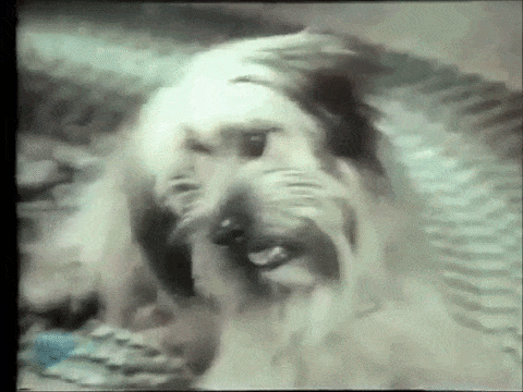 giphy-downsized-large.gif