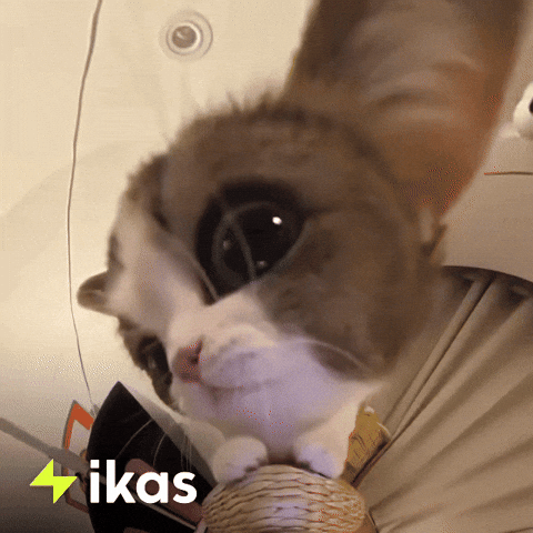Happy Cat GIF by ikas