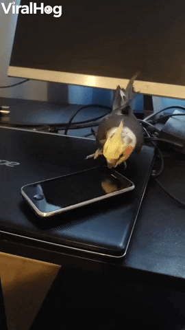Pet Bird Spins Toy Cell Phone GIF by ViralHog