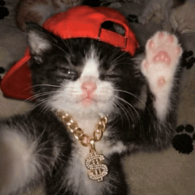 Cool Cat Hello GIF