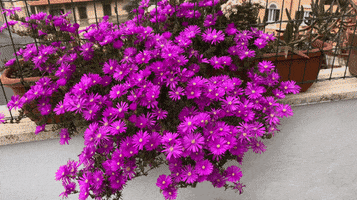 Flowers Spring GIF by Balcone.fiorito