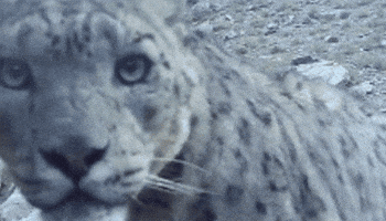 Snow Leopard Conservancy GIF