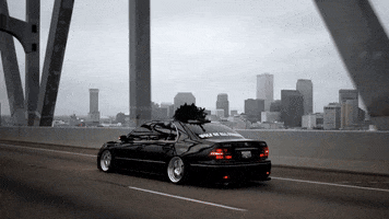 New Orleans Art GIF by Curated Stance!