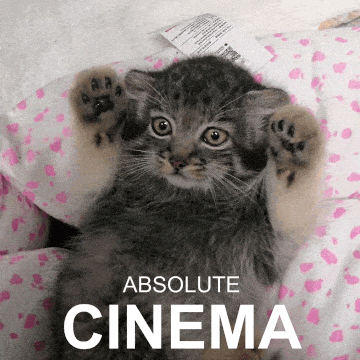 Pallas Cat Cinema GIF
