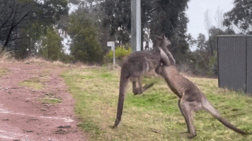 Fight GIF by Storyful