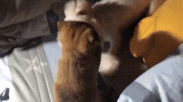 Dog GIF