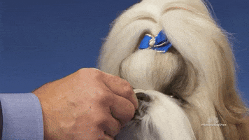 Dog Show Snack GIF by NBC