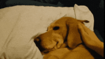 Waking Up A Thankful Doggo Having A Nightmare Marley GIF