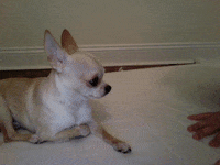 wallpapers Chihuahua Barking Gif chihuahua bark sticker for ios
