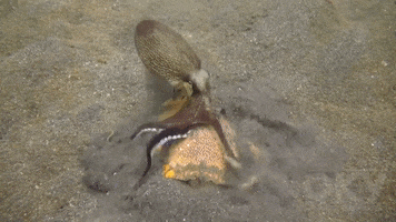 Crab Coconut Octopus GIF by OctoNation® The Largest Octopus Fan Club!
