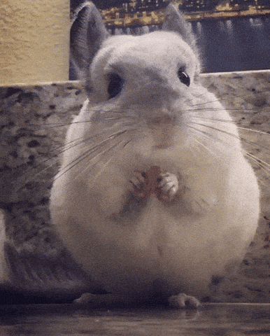 giphy-downsized-large.gif