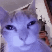 Cat GIF