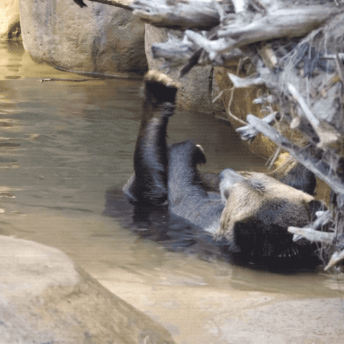 Tired Grizzly Bear GIF by San Diego Zoo - Find & Share on GIPHY