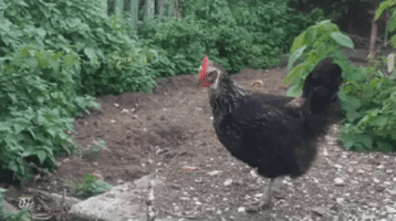 Chicken Wind GIF