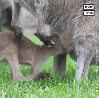 Im Back Going In GIF by NowThis