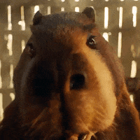Carpincho GIFs