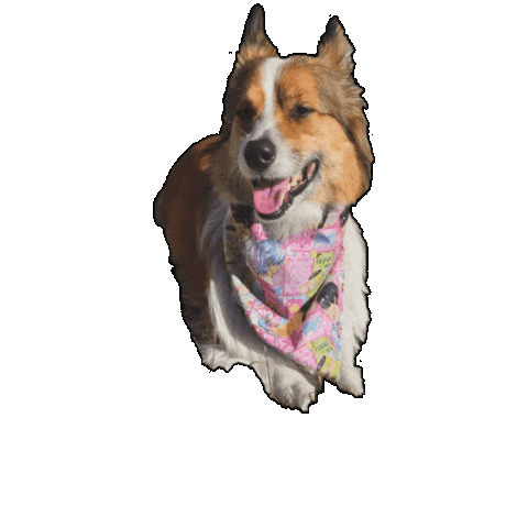 Corgi Bentley Sticker by Geekster Pets