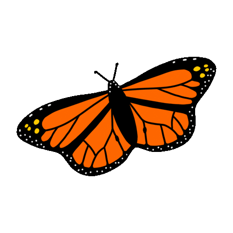 Festival Mexico Sticker by Mission Wraps