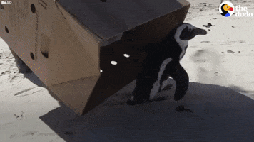 african penguin GIF by The Dodo