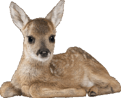 Animal Sticker